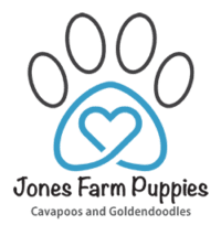 Common Cavapoo Behavior Problems and How to Fix Them