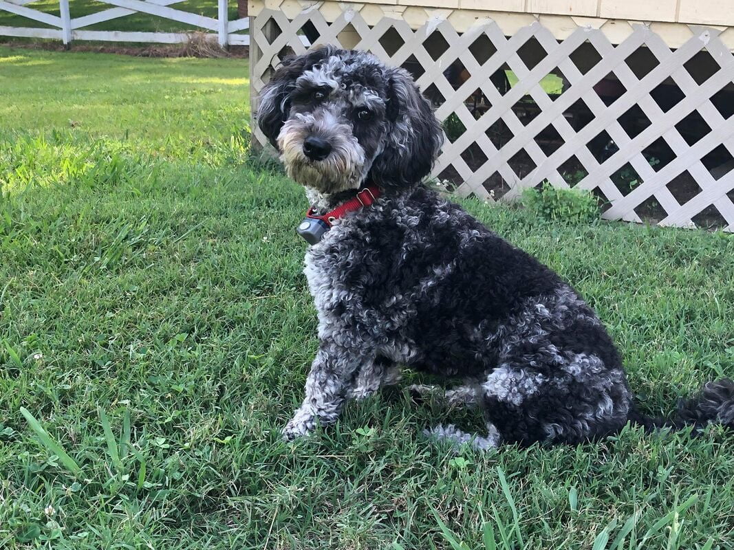 Mini Cavapoo for sale