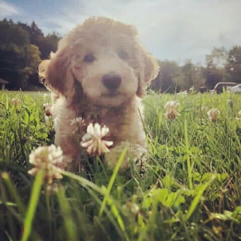 mini Cavapoo