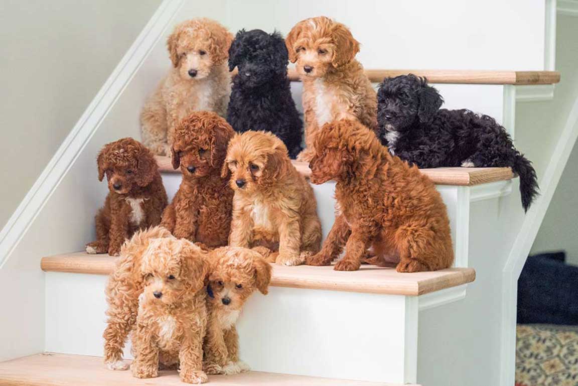 10 puppies on stairs Jones Farm Puppies