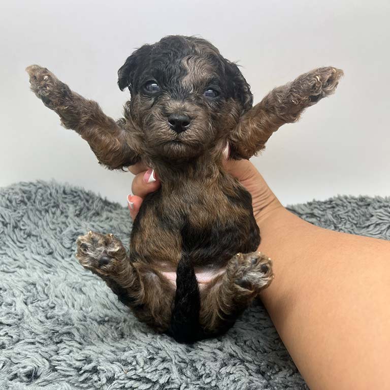 merle cavapoo