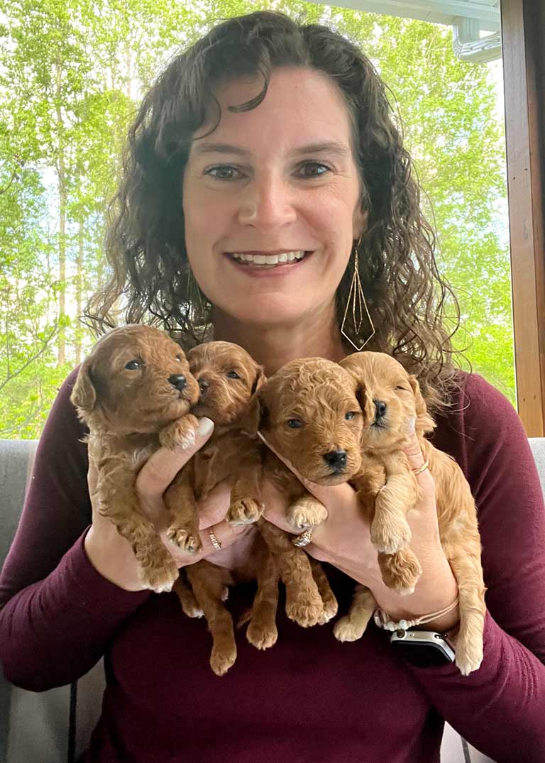 Amy Jones holding four cavapoo puppies