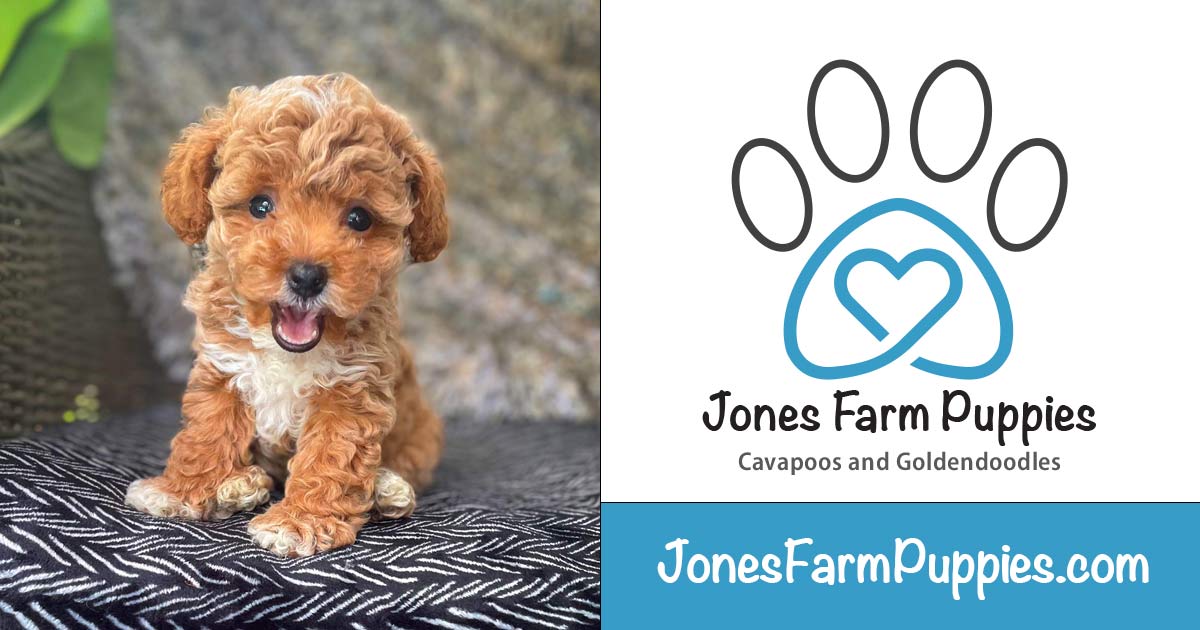 Cavapoos Florida, Best Cavapoo Breeders in FL