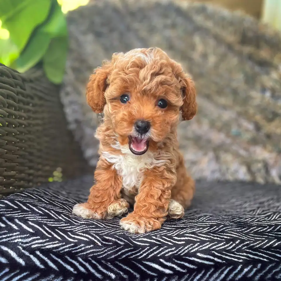 Jones Farm Cavapoos