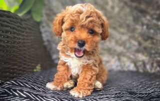 Mini Cavapoo for Sale