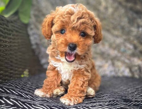 The Cavapoo: A Complete Guide