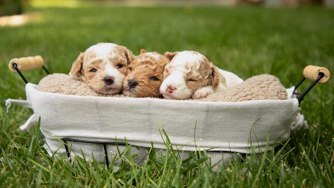 Puppy Delivery Jones Farm Puppies in a basket