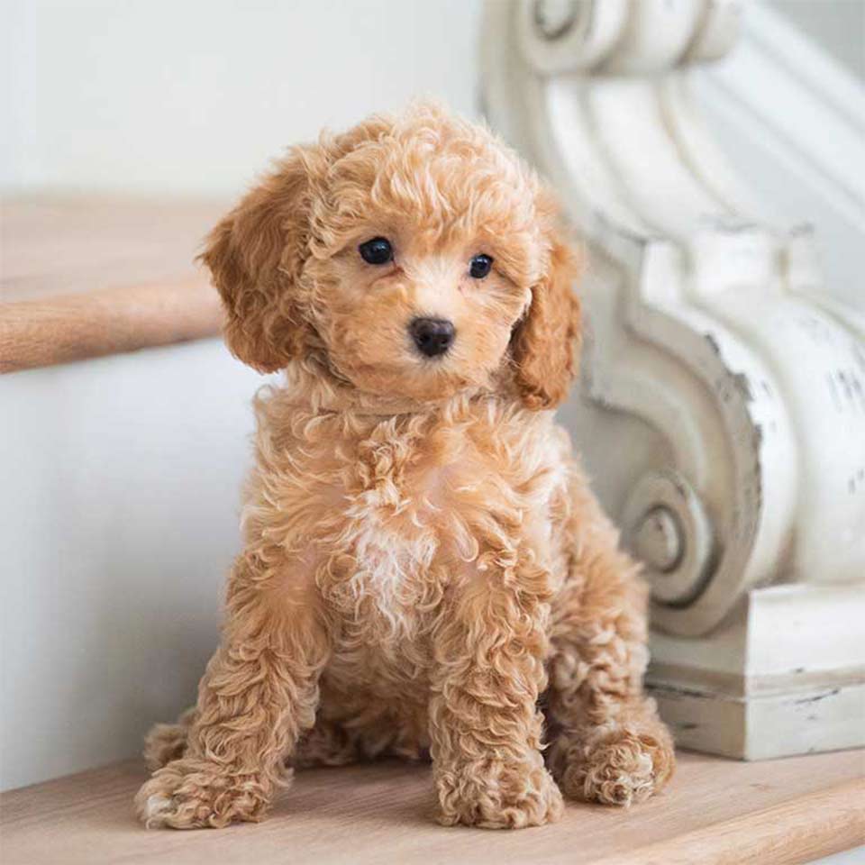 Jones Farm Puppies Wait Times image of a cavapoo looking to the right