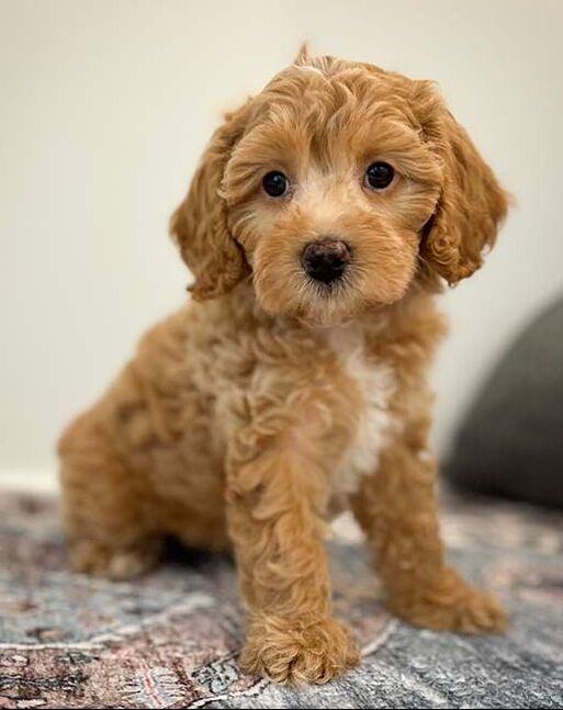 Cavapoo sitting up at Jones farm Puppies