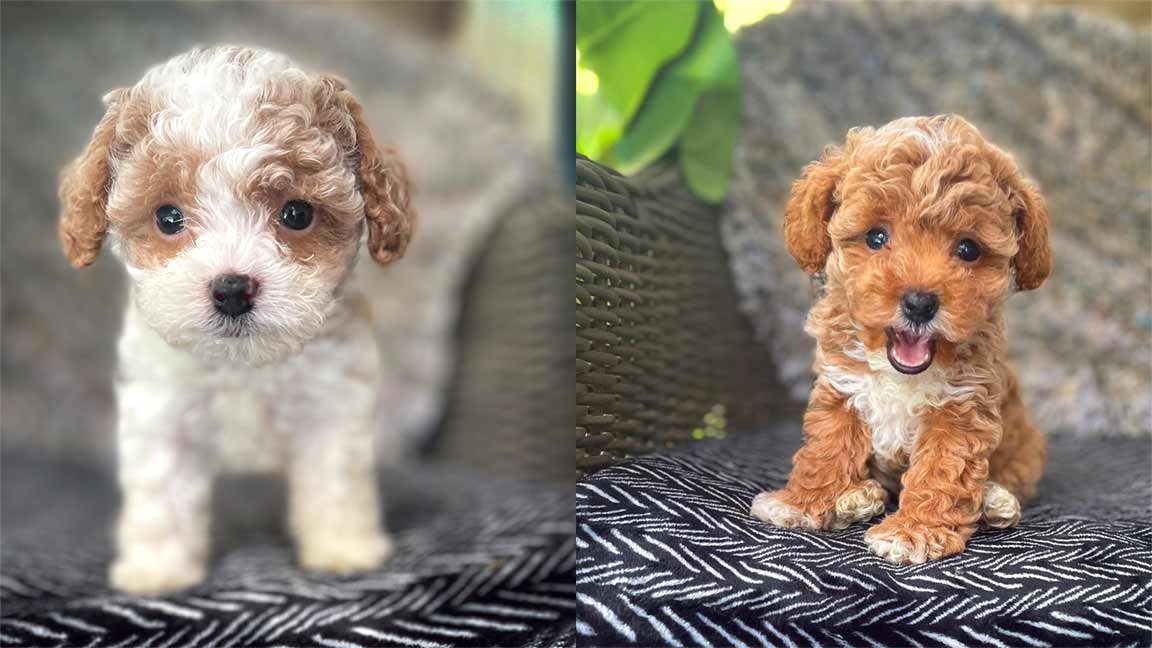 Cavapoo puppies