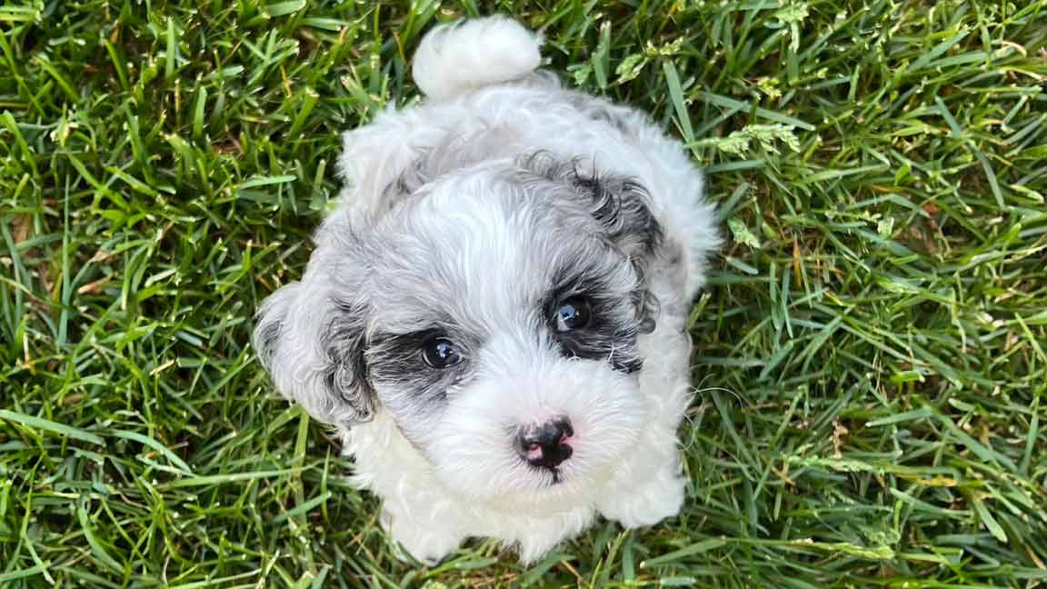 health testing jones farm puppies