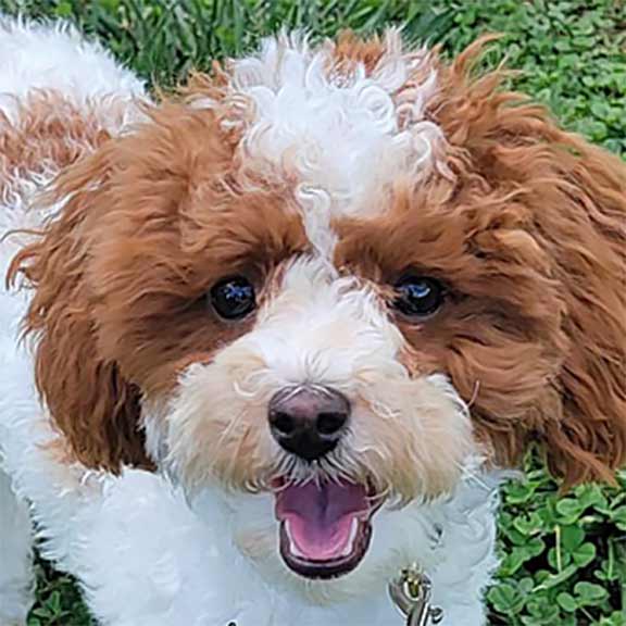 Parti Cavapoo with brown ears and white face