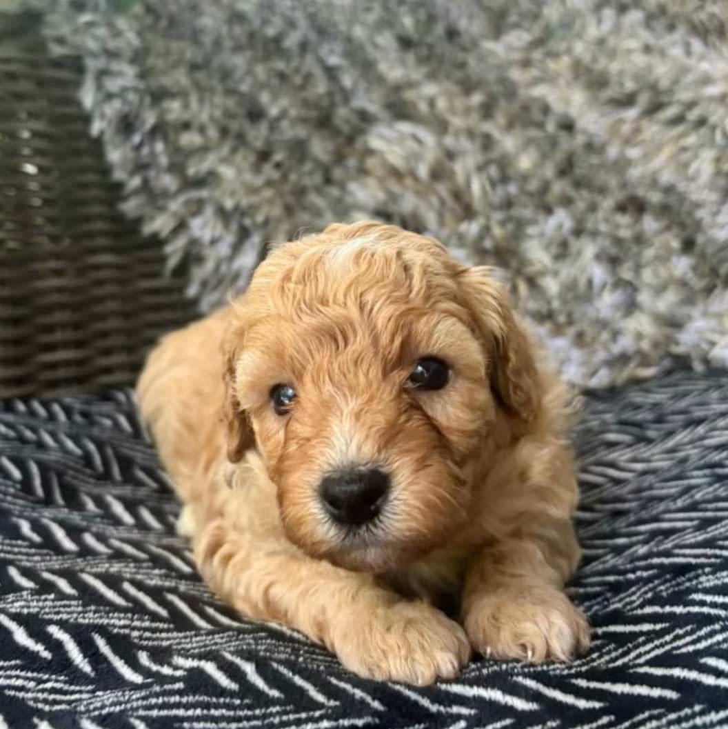 how to care for your puppy's coat, cute cavapoo in chair