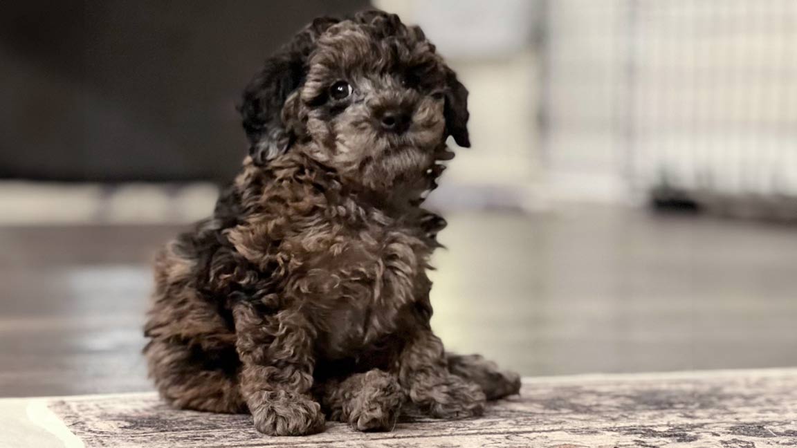 puppy kindergarten