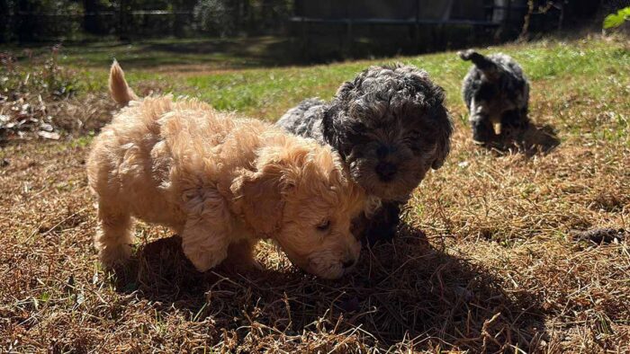 Cavapoo Lifespan: How Long Do Cavapoos Live?