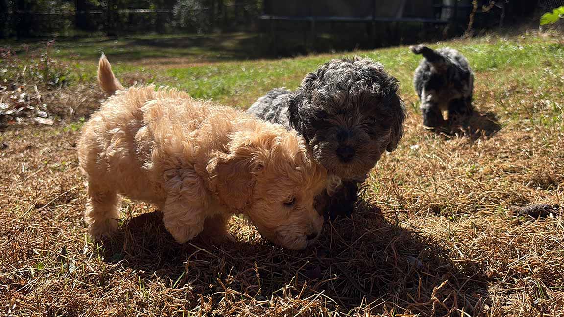 Two Cavapoo puppies playing outside together