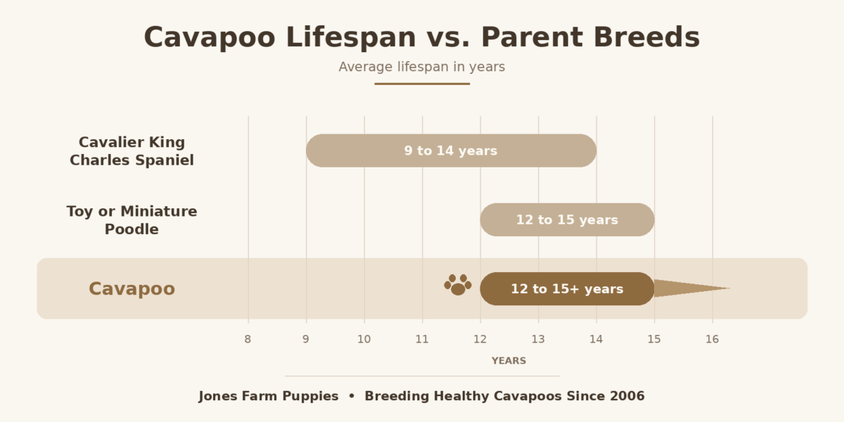 Cavapoo Lifespan: How Long Do Cavapoos Live?