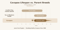 Cavapoo Lifespan: How Long Do Cavapoos Live?