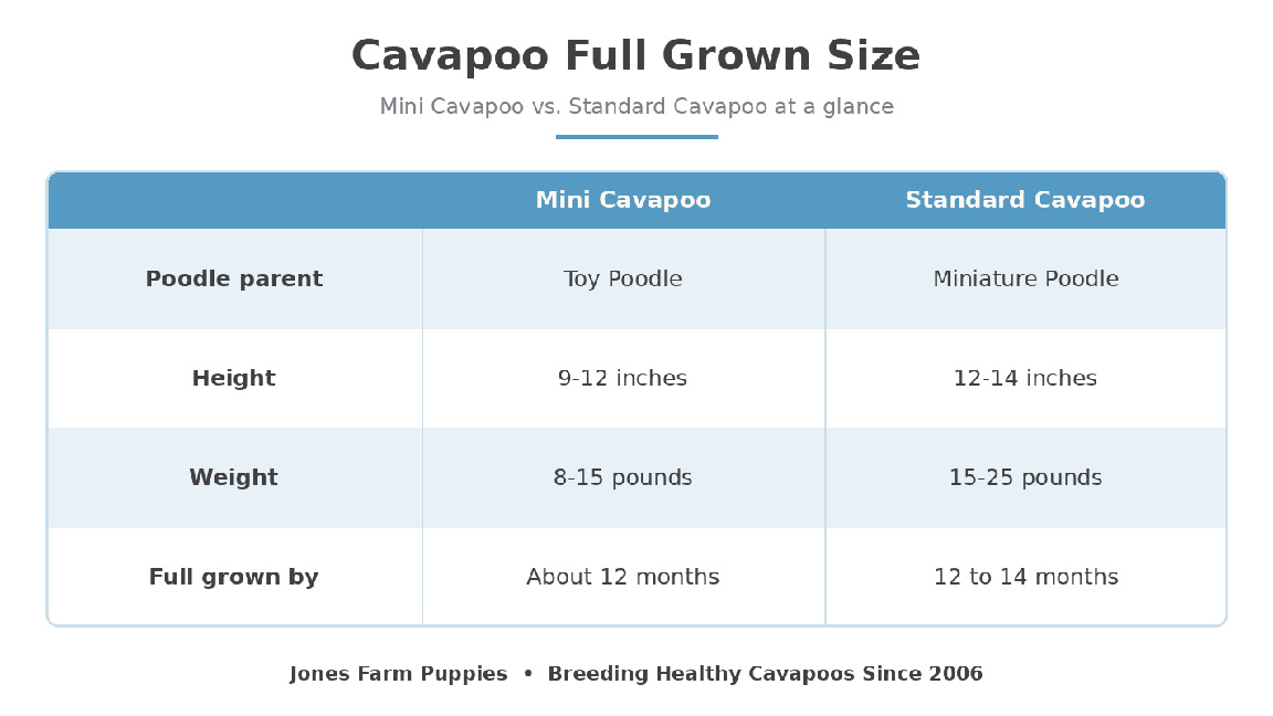comparison chart of the diffrent Cavapoo sizes