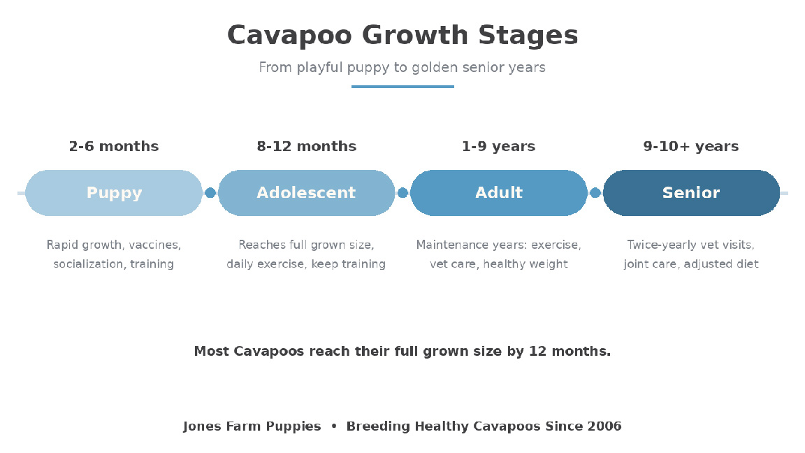 Chart of the different Cavapoo growth stages