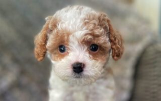 Cavapoo Lifespan