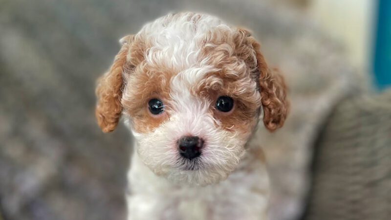 Cavapoo Lifespan: How Long Do Cavapoos Live?