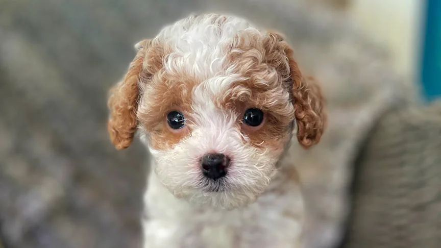 Cavapoo Lifespan