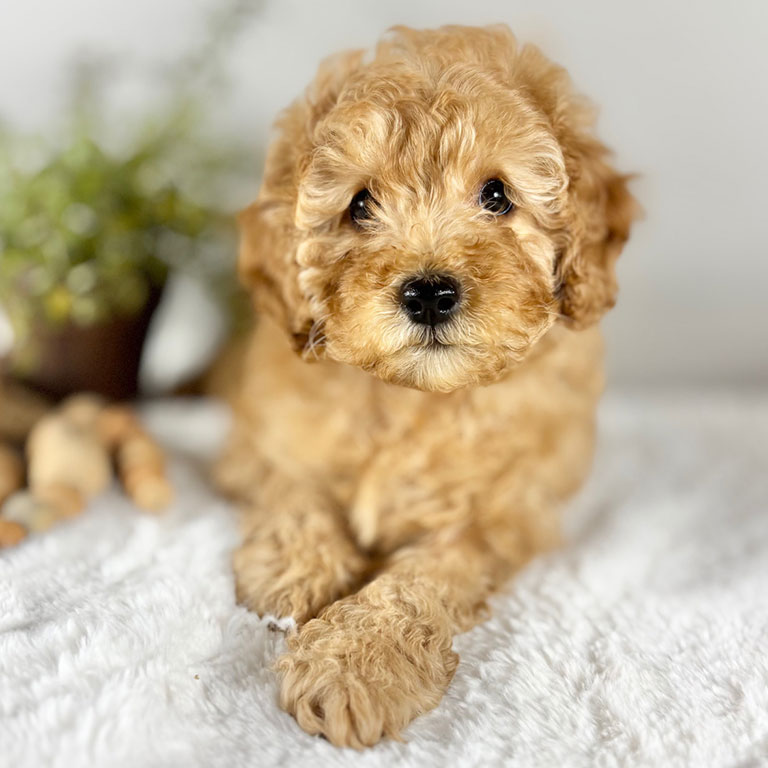 Cavapoo puppy sitting on a blanket on the bed