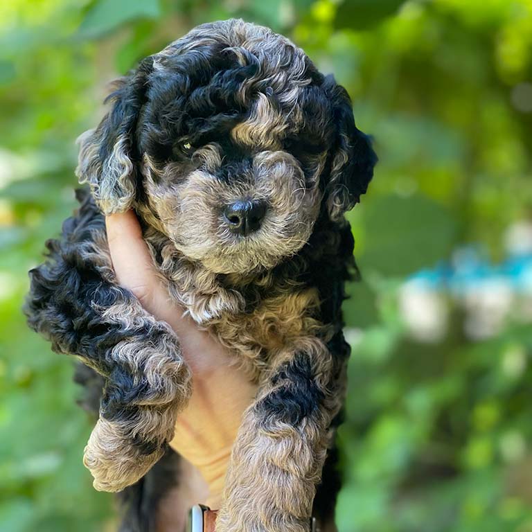 Merle Cavapoo puppy being held in the air