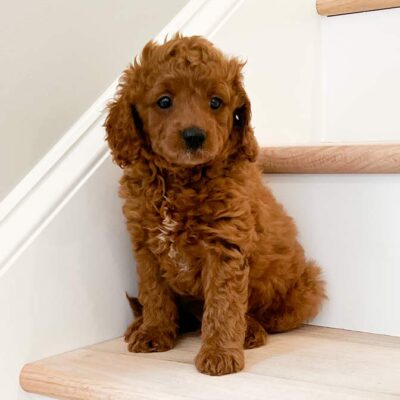 Cavapoo Lifespan: How Long Do Cavapoos Live?