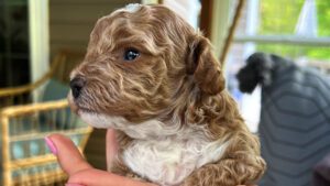 Brown Cavapoo puppy for sale at Jones Farm