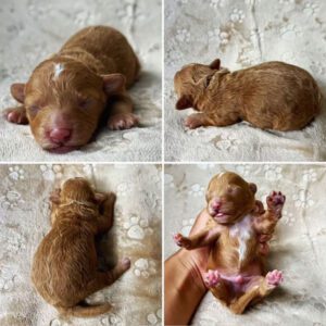 Four different views of a puppy Cavapoo for sale at Jones Farm Puppies