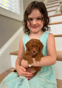 litlle girl holding a puppy cavapoo