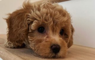 Cavapoo for sales at Jones Farm