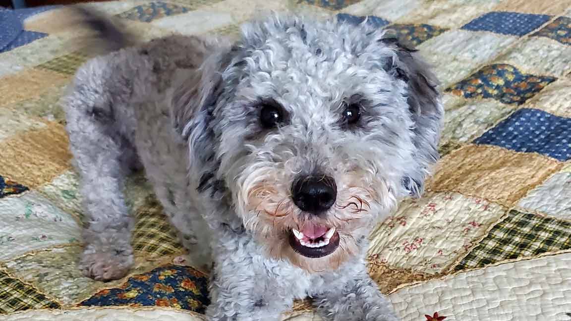 Blavk and white adult Cavapoo laying down inside