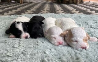 Four Cavapoo puppies laying down on a blanket