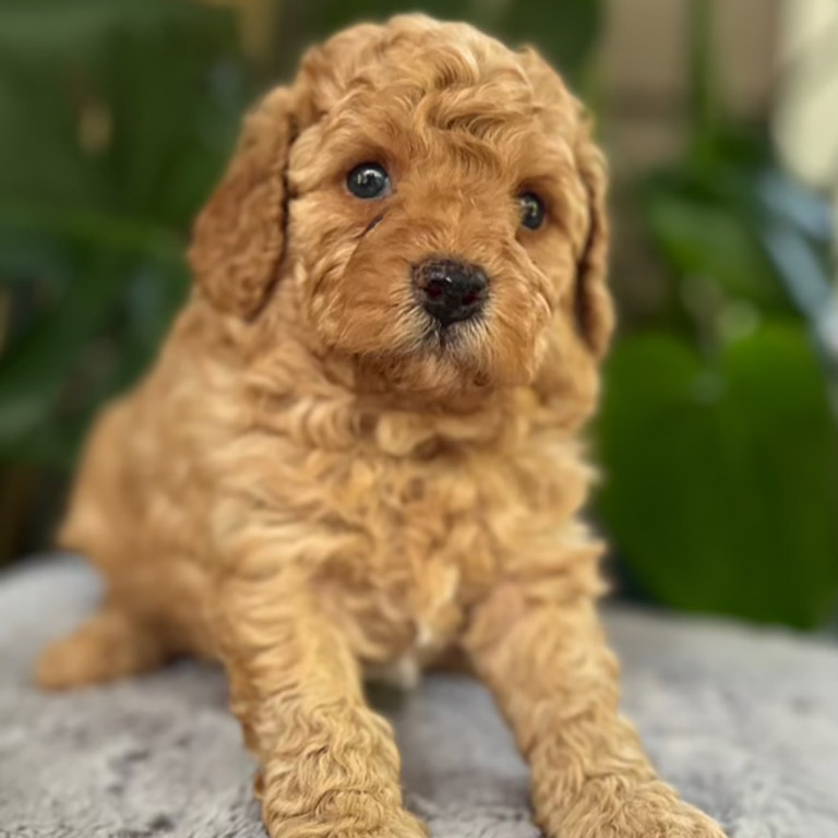 Cavapoos for sale