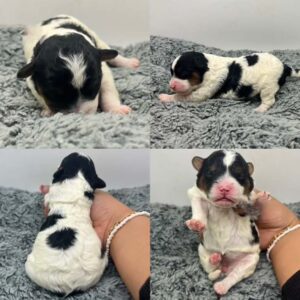 Four pictures of a Cavapoo new born black and white puppy