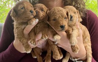 Four Cavapoo puppies being held in a girl's arms