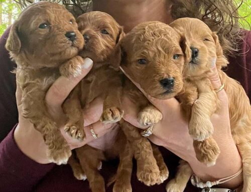 Cavapoo Full Grown Size: How Big Do Cavapoos Get?