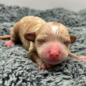 Cavapoo new born puppy laying down a grey blanket