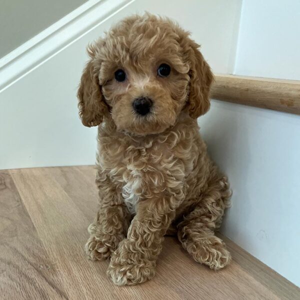 Beige and white Cavapoo puppy standing on stairs steps