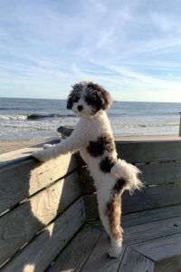 Black and white Cavapoo standing up with the beach in the background