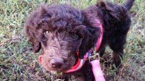 Brown Cavapoo standing in the grass with a pink leash