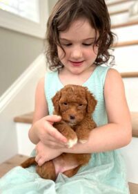 Jones Farm Puppies girl and puppy