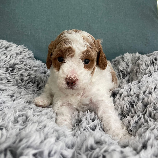 Cavapoo puppy available for sale at Jones Farm