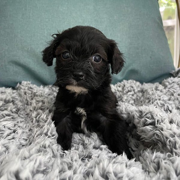 Cavapoos For Sale in New Jersey