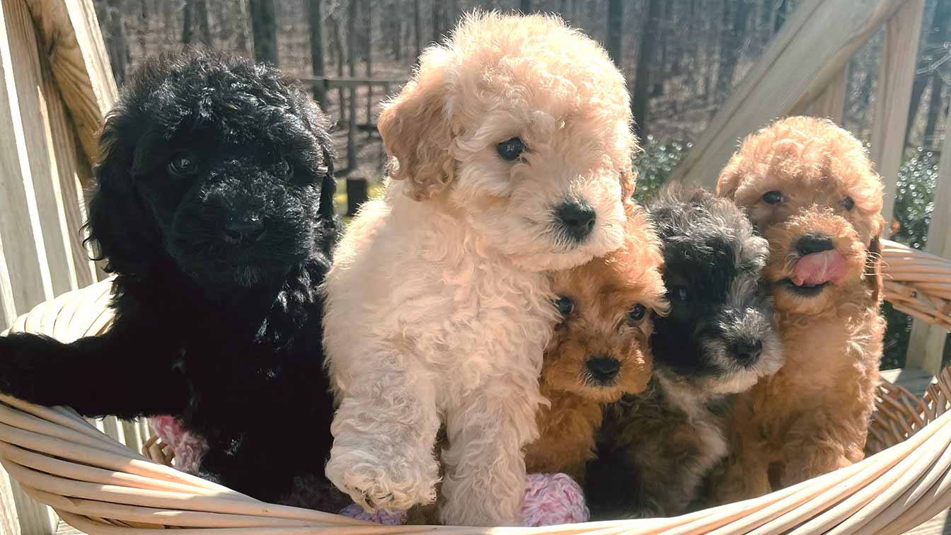 Five Cavapoopuppies of different colors sitting together in a basket