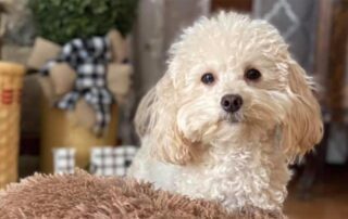 White Cockapoo dog laying on a brown blanket