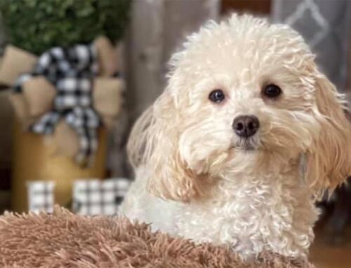 Cavapoo vs Cockapoo: Which Breed is Perfect for You?